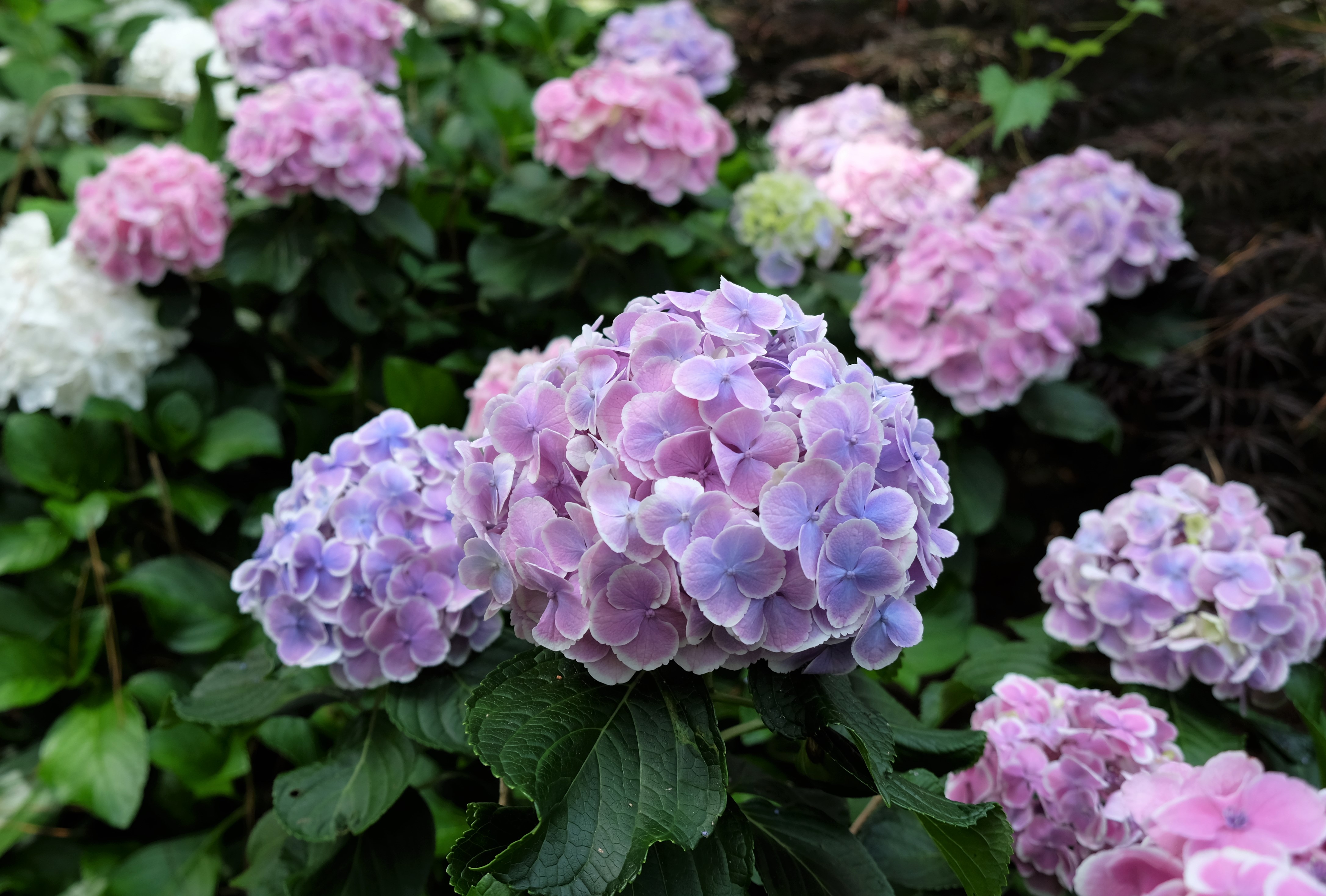 wedding ring hydrangea maureenJPG